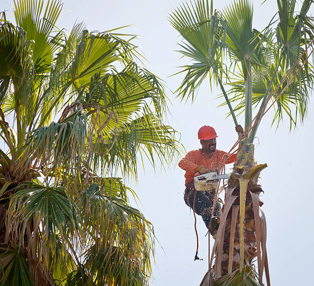 Best Professional Tree Care  in Bloomingdale, NJ